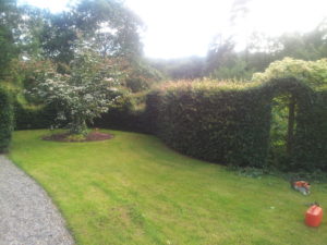 Garden lawns and hedge