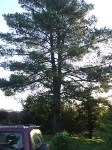 30ft Tree to be removed top down