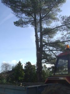 30ft Tree to be removed top down