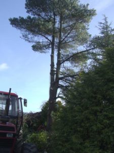 Tree Surgeon scaling 30ft tree