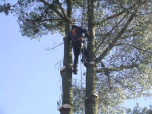 Tree Surgeon scaling 30ft tree