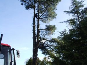 Tree Surgeon scaling 30ft tree