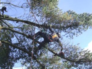 Tree Surgeon removing boughs from tree