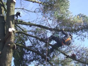 Tree Surgeon removing boughs from tree