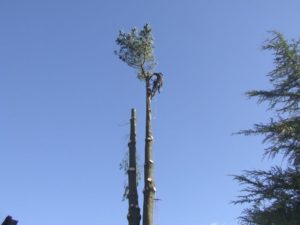 Tree Surgeon on top of 20 ft tree