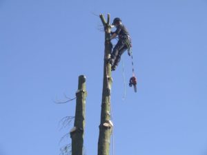 Tree Surgeon on top of tree