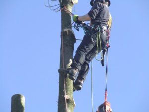 Tree surgeon using ropes to scalel tree