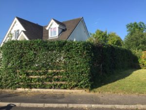 Front garden hedge shaped