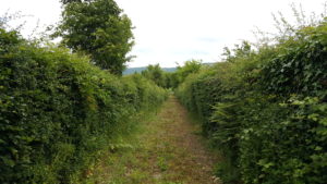 Long Hedge untrimmed and out of shape