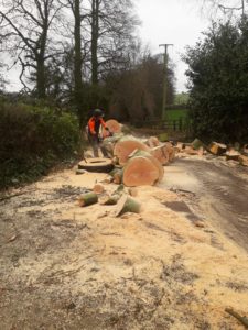 Beech tree removal - cleaning up!