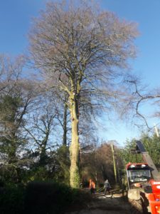 Beech tree removal