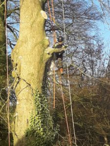 Beech tree removal / bough removal