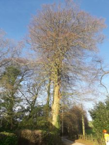 Beech tree removal